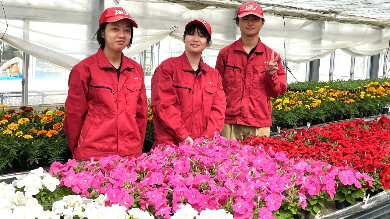 草花栽培管理